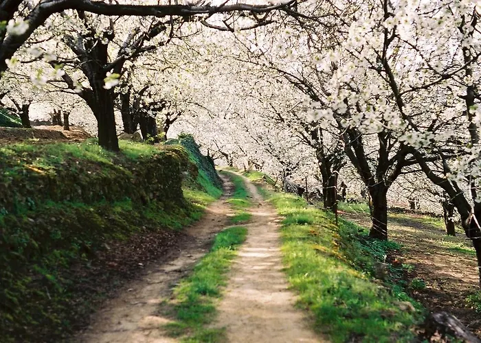 Διαμέρισμα Dacris Jerte